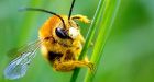 Pesticides linked to bee deaths must be banned, scientists say