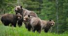 Banff bears keep tourists, residents on edge