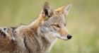 Coyote attacks suspected north of Toronto as 2 women bitten