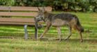 Stanley Park coyote feeding raises concerns