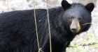 Alaska bear falls through skylight into party, eats all the cupcakes