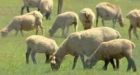 Ottawa sheep farmer faces charges for slaughter on his land