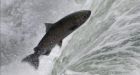 Chinook salmon could be wiped out by 2100, new study claims