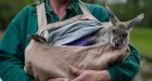 Orphan kangaroos spend Christmas without their parents