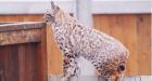 Bobcat visits southwest Calgary backyard in Kelvin Grove