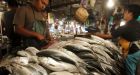 Overfishing dramatically depleting ocean stocks