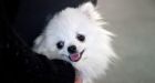 Artyom Goncharuk charged after Pomeranian dog stabbed 61 times