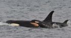 Baby boom continues for endangered orcas off B.C. coast