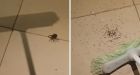 Hundreds of baby spiders explode from mother's egg sac after man hits her with a broom