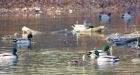 4 reasons why feeding bread to ducks is stupid