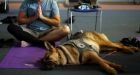 How Sophie, a 120-pound German Shepherd, helps an Oklahoma veteran find peace | News OK