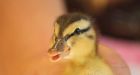 Two Abbotsford women attempt to rescue duckling, end up needing rescue of their own