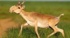 120,000 dead: half of the world's saiga die in less than a month