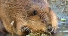 New ancient beaver species discovered in Oregon