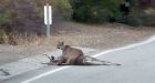 Southern California mountain lions' gene pool is running dry