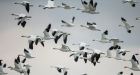 Exploding Arctic snow geese numbers stabilizing, but still high