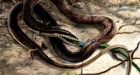 Four-legged 'hugging snake' could be a missing link