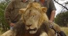 Cecil the lion's killer revealed as American dentist