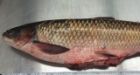 Notoriously invasive Asian carp found in Toronto | CTV News