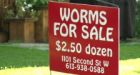 Cornwall, Ont. boys accidentally break bylaw with worm-selling business