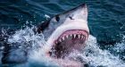 Great white shark thwarts man's attempt to swim from Golden Gate Bridge to Farallon Islands