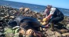 Parsons Pond leatherback turtle returns, needs 2nd rescue