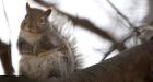 Squirrel and surveillance case: Quebec man fought the law and the law won