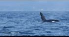 Orca punts seal up into the air