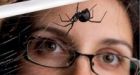 Canadian scientist thrills the web by live-tweeting spider sex