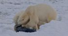 Arviat takes Halloween indoors for 2nd year due to polar bears