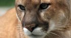 Cougar sighting near trick-or-treaters prompts warning from New Westminster police