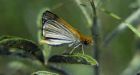 Scientists hope heavy Manitoba snowfall will save endangered butterfly