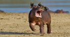 Comedy wildlife photo awards highlight funniest-looking animals