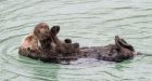 Sea otter breaks into aquarium, births adorable pup