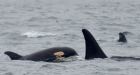 Orca baby boom: 8 calves born to endangered orcas in 2015