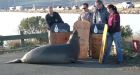 Elephant seal sedated after repeatedly trying to cross California highway