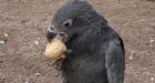 Vasa parrots use tools to grind down seashells for calcium