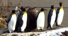 Nero the fluffy penguin prepares for his awkward phase