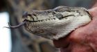 Python hunters target invasive snakes overrunning Florida Everglades