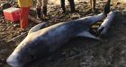 Rare dolphin washes up in Haida Gwaii