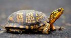 Ont. man fined for smuggling nearly 40 live turtles in his pants