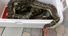 Florida hunters capture 106 pythons, find fawn, stork in stomachs