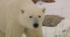 Polar bear encounters with humans on the rise, more put in Churchill jail