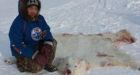 Whale Cove, Nunavut, hunters take down prowling polar bear