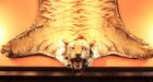 Cat burglers swipe tiger skin that hung in Victorias historic Bengal Lounge