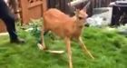 Scared deer trapped under fence rescued by Crofton firefighters