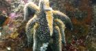 Sea star die-off leads to kelp 'clearcut' in Howe Sound, scientists find