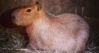 Elusive capybara captured after escape from Toronto zoo