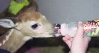 Canadians mistakenly delivering baby deer to shelters