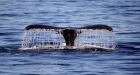 Marine rescue teams search for entangled blue whale off California coast